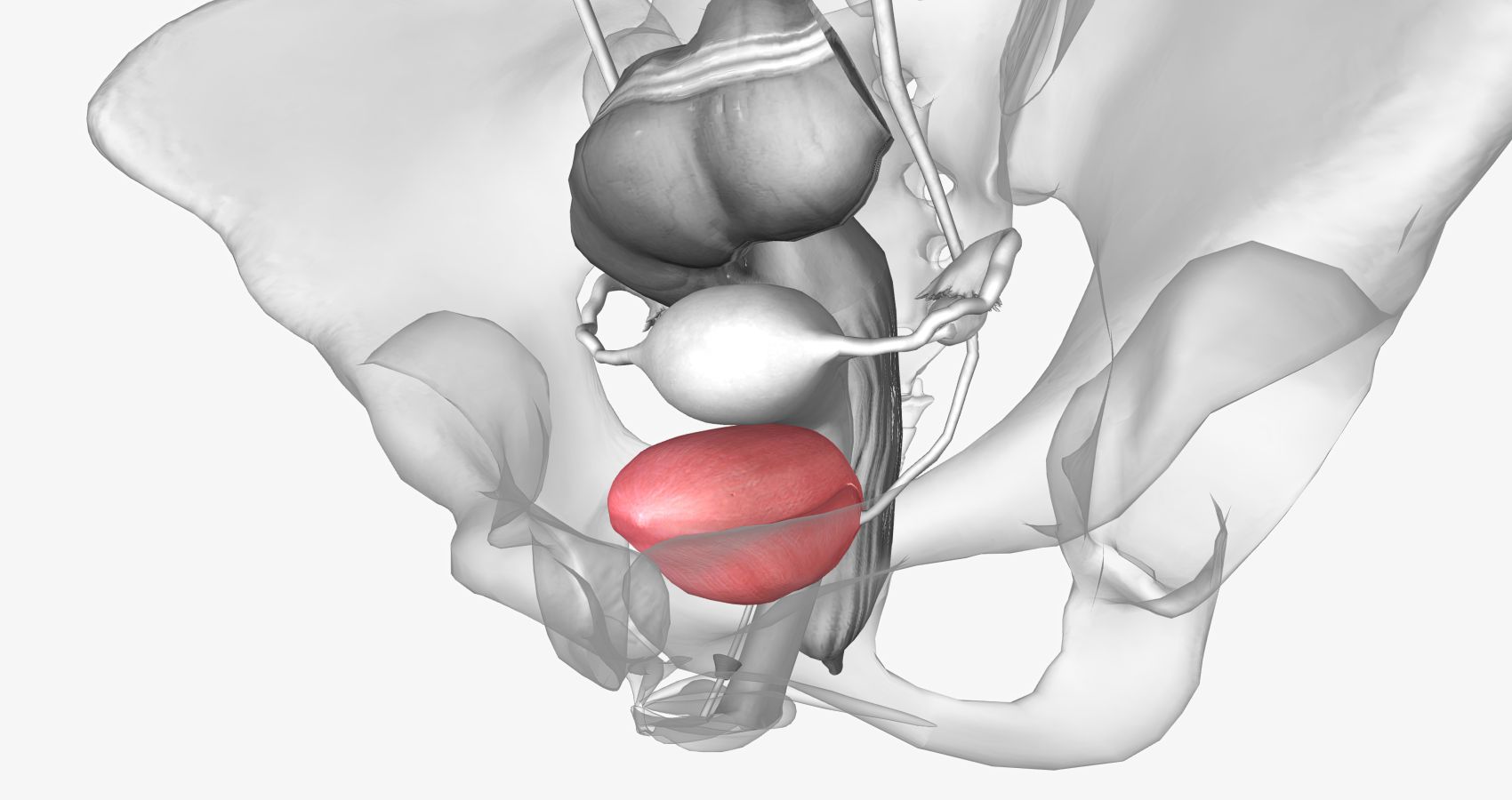 Ilustração anatômica mostra glândula prostática em destaque abaixo da bexiga, representando o volume normal da próstata aos 60 anos.